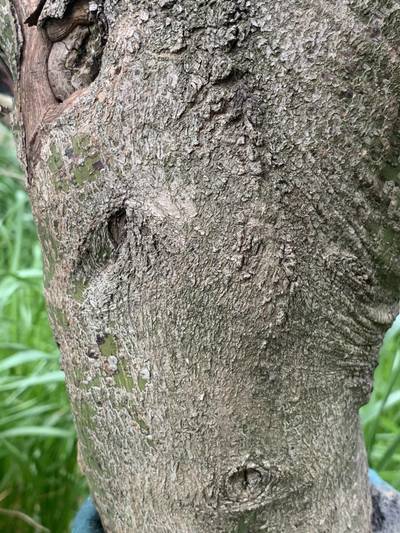 Sample image from Urban Street: Trunk