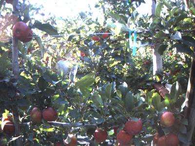 Sample image from Apple from Orchard Environment