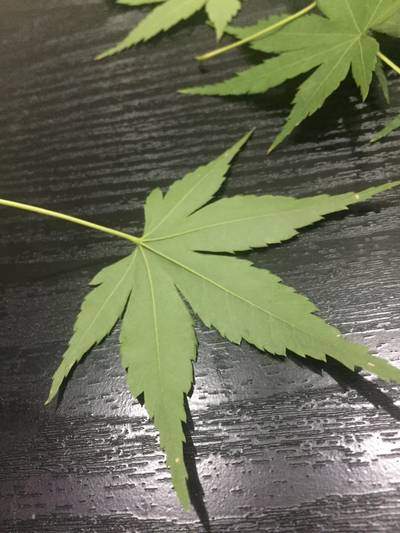 Sample image from Urban Street: Leaf