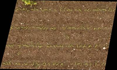 Sample image from Plant Detection and Counting