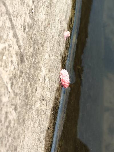Sample image from Pink-Eggs Dataset V1