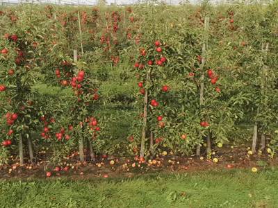 Sample image from Apple MOTS