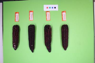 Sample image from Maize Cobs
