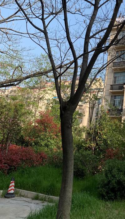 Sample image from Urban Street: Branch