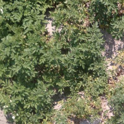 Sample image from Multispectral Potato Plants Images