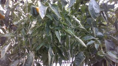 Sample image from Sweet Pepper