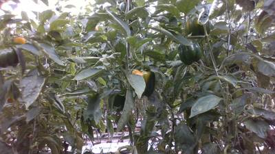 Sample image from Sweet Pepper