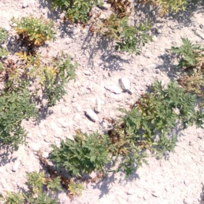 Sample image from Multispectral Potato Plants Images
