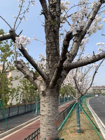 Sample image from Urban Street: Branch