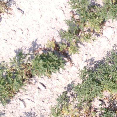 Sample image from Potato Plants Images