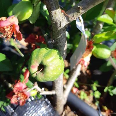 Sample image from QuinceSet
