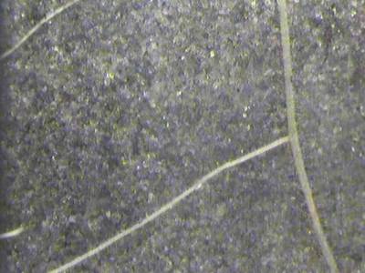 Sample image from PRMI