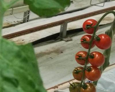 Sample image from Tomato Detection