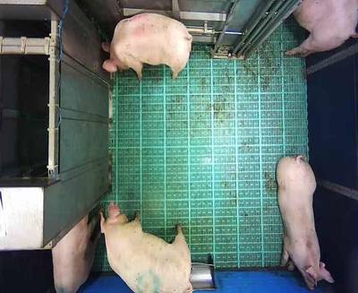 Sample image from Automatic Monitoring of Pigs