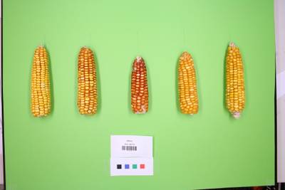 Sample image from Maize Cobs