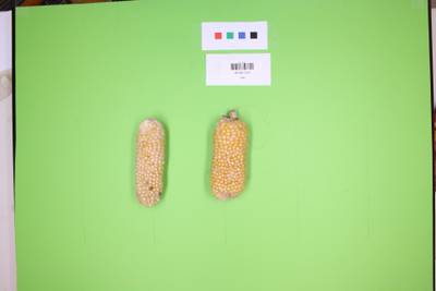 Sample image from Maize Cobs