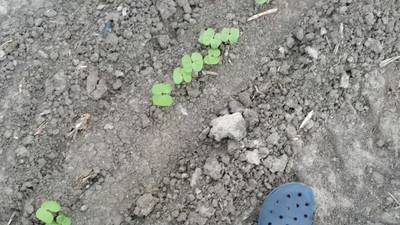 Sample image from DeepSeedling