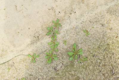 Sample image from CottonWeedDet3