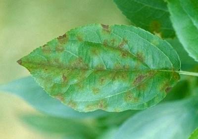Sample image from PlantDoc