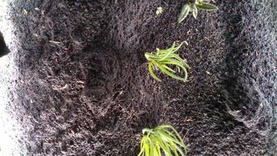 Sample image from Dataset of Annotated Food Crops and Weed Images