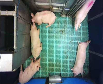 Sample image from Automatic Monitoring of Pigs
