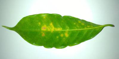 Sample image from Coffee Leaf Biotic Stress