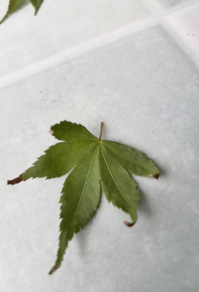 Sample image from Urban Street: Leaf Classification