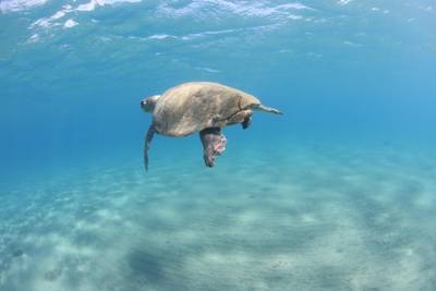 Sample image from Sea Turtle 2022