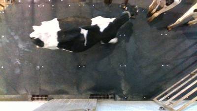 Sample image from Cows2021