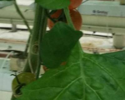 Sample image from Tomato Detection
