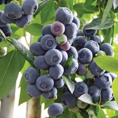 Sample image from deepNIR Fruit Detection