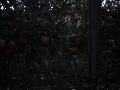 Sample image from Apple from Orchard Environment