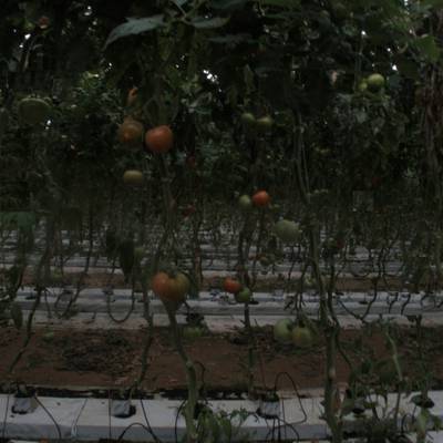 Sample image from tomatOD