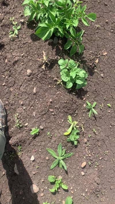 Sample image from Supervisely Potatoes