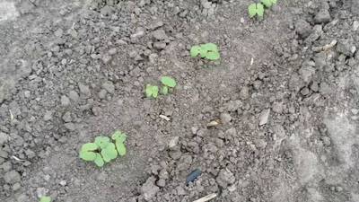 Sample image from DeepSeedling