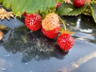 Sample image from Strawberry Dataset for Object Detection