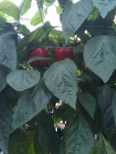 Sample image from QHDP