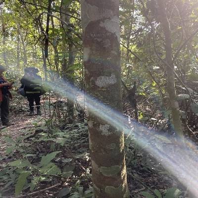 Sample image from Tree Binary Segmentation