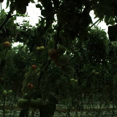 Sample image from tomatOD