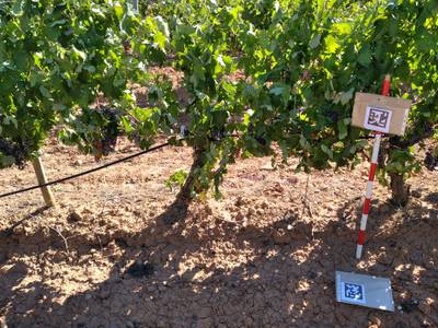 Sample image from AI4Agriculture Grape Dataset
