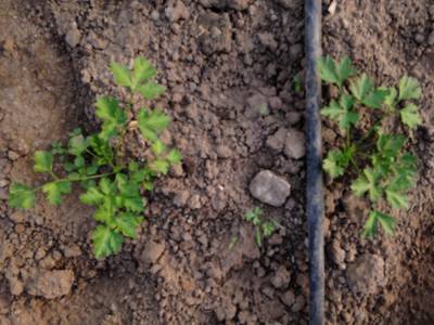Sample image from Carrot-Weed