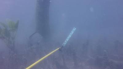 Sample image from DeepFish