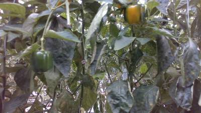 Sample image from Sweet Pepper