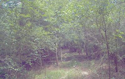 Sample image from CaT