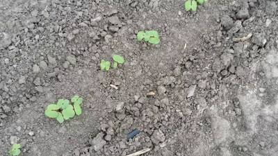 Sample image from DeepSeedling