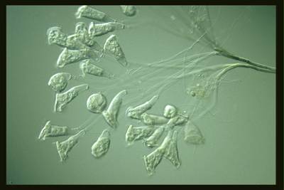 Sample image from EMDS-6