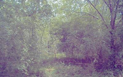 Sample image from CaT