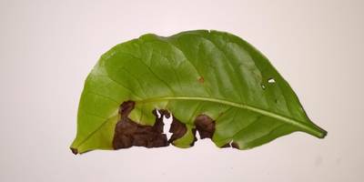 Sample image from Coffee Leaf Biotic Stress