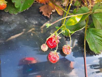 Sample image from Strawberry Dataset for Object Detection