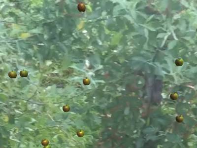 Sample image from Simulated-Orchards